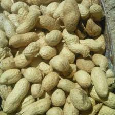 انواع بادام زمینی ایرانی